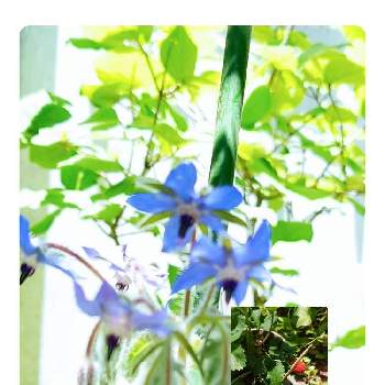 ローズベリーレッドの画像 by みみさん | 小さな庭とボリジとローズベリーレッド
