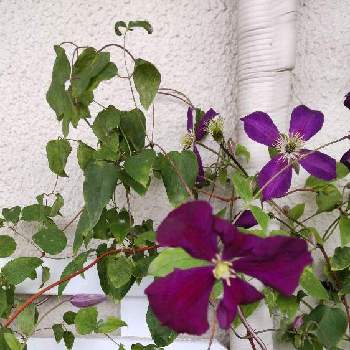 クレマチスエトワールバイオレットの投稿画像一覧 Greensnap グリーンスナップ