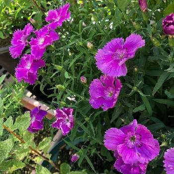 ナデシコ(ダイアンサス)の画像 by a-yaさん | バルコニー/ベランダとナデシコ(ダイアンサス)とワインカラーと夏の花とおうち園芸と自己流とバルコニーと鉢植えと零れ種と紫の花とベランダ園芸