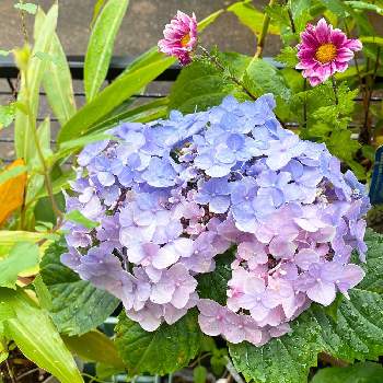 紫陽花 ありがとうの投稿画像一覧 Greensnap グリーンスナップ