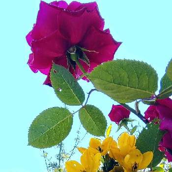 月曜にはバラの画像 by 夢遊歩人ꕤTOTOROGAOꕤさん | 広い庭とバラ、薔薇、ばらとオオアマナ（ベツレヘムの星）とオーニソガラムと薔薇とバラと植物のある暮らしとyu ＆ゆうクラブと#お家園芸と月曜日には､ビタミンカラーとガーデニング大好きと雲仲間と庭の植物と我が家の庭からと今日のお花とＧＳだヨ！全員集合と幸せの黄色いお花とビタミンカラーと月曜にはバラと武器よ　さらばꕤと＃花友と＃花が好きと花が好きと青空の下とI love the Earth.と仲良しリレー( 〃▽〃)