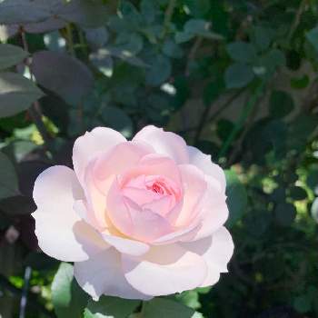 プリンセス・ヴェールの画像 by エリカさん | 小さな庭とスマホ撮影と薔薇愛同盟とありがとう♡と美しい色とおうち園芸と可愛い〜♡と薔薇を楽しむとプリンセス・ヴェールと春のいちばん花とナチュラルスタイルと花のある暮らしとふんわり優しい色と薔薇♪とコルデスと良い香り