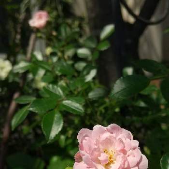 ジューンベリー*の画像 by ikkaさん | 小さな庭といい天気とジューンベリー*とミニバラ♡