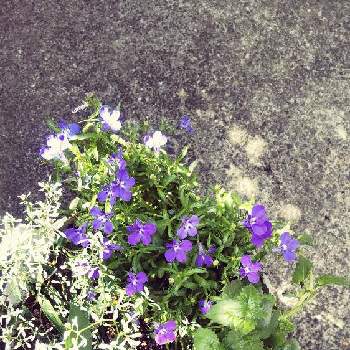 きれいな葉っぱの画像 by rinoさん | 車庫と可愛いはなと寄せ植えと元気を貰える花と青いお花と葉を楽しむとコンテナガーデンと白いお花と癒しの花ときれいな葉っぱ