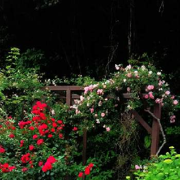 エブリン   バラの画像 by 花散里さん | ばら バラ 薔薇とフランソワ•ジュランビルとナチュラルガーデンとエブリン   バラとデイープボルドー
