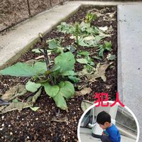 きゅうり栽培,ピーマン・パプリカ,なす♪,おうちde菜園,エクステリアの画像