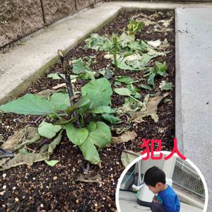 きゅうり栽培,ピーマン・パプリカ,なす♪,おうちde菜園,エクステリアの画像