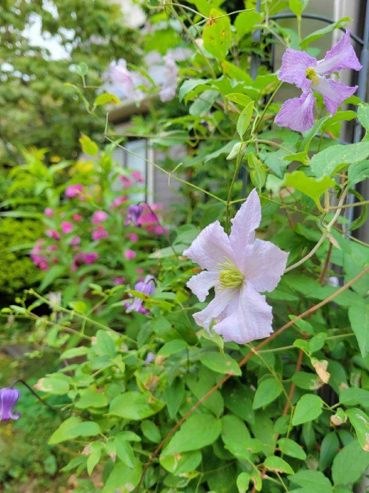 71＊インテグリフォリア系クレマチス（ヘンダーソニー） 2年苗