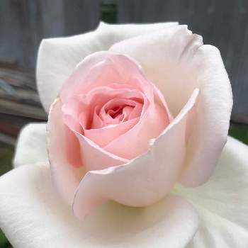 ピンクと白の画像 by レーさんさん | 小さな庭とバラ　マイガーデンとバラとバラ初心者とバラ大好きとバラのある暮らしとピンクと白と植物好き♡とバラの季節到来！とピンクとバラの季節と可愛いとかわいい