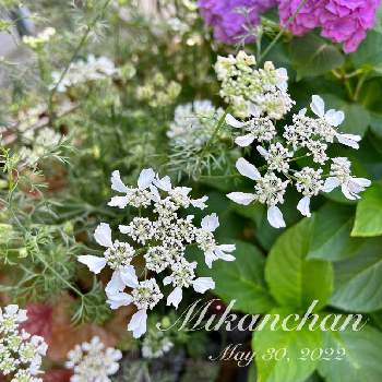 オルレア レースフラワーの投稿画像一覧 Greensnap グリーンスナップ