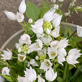 オーニソガラム属の画像 by nanairoFさん | 車庫と白い花と花のある暮らしとオーニソガラム属と可愛いな
