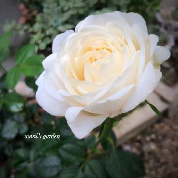 5月の花の画像 by namiさん | 小さな庭とミニ薔薇・グリーンランド・フォーエバーと5月の記録と緑のある暮らしと5月の花と5月の庭と花のある暮らしと小さなお庭