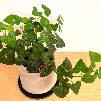 ハートのアイビーの投稿画像一覧 Greensnap グリーンスナップ