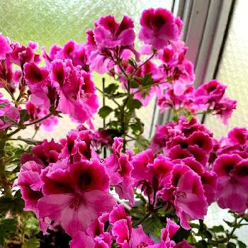 風が強いの画像 by ぴょんさん | ペラルゴニウムとだいすきと窓辺の植物と可愛い❤と綺麗なお花❤と風が強いと鮮やか✨✨✨とピンク色の花と好みの色と花のある暮らし