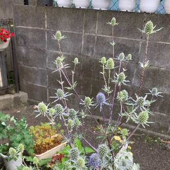 3年目の画像 by ゆみるさん | エリンジュームと紫♡と駐車場と種まきっ子と3年目とおうち園芸とかわゆいと花いろいろと花のある暮らし