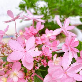 エモいの投稿画像一覧 Greensnap グリーンスナップ