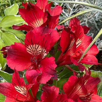 赤い花♡の画像 by ナルママさん | 小さな庭と斑入りアルストロメリアと花のある暮らしと初開花と赤い花♡