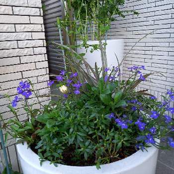 ロベリアアズーロコンパクトの投稿画像一覧 Greensnap グリーンスナップ