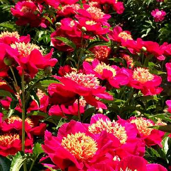 シャクヤク( 芍薬 )の画像 by たにっくさん | お出かけ先とピンクの花とピンクの芍薬とシャクヤク( 芍薬 )