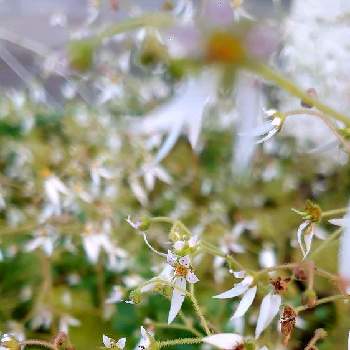 ユキノシタ属の画像 by ヒデキさん | 広い庭と✳︎ゆきのしたとユキノシタ属としろい花と白・しろ・ホワイト