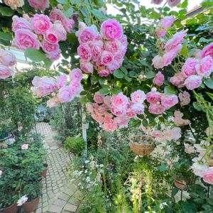 ガーデニング,咲いた！,マイガーデン,癒し,手作りの庭の画像