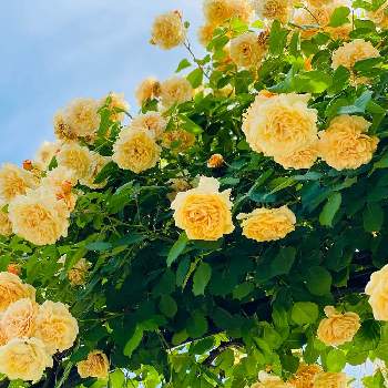 バラの季節の画像 by めぶぶさん | お出かけ先とつるバラのある庭とバラの季節と花のある暮らしとばら 薔薇 バラとGREEN UP!と黄色いバラ