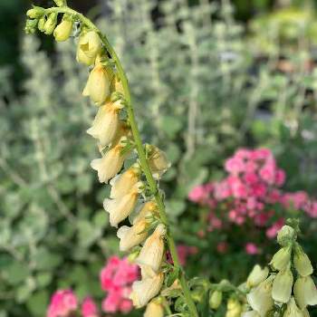 バラに合う宿根草の投稿画像一覧 Greensnap グリーンスナップ