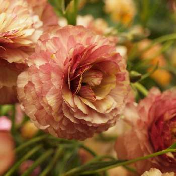 ラナンキュラス・ラックス アイオリアの画像 by たまちゃんさん | 小さな庭とラナンキュラス・ラックス アイオリアとラナンキュラスとガーデニングと球根植物と花のある暮らしと花の15年組