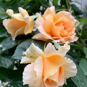 バラ ジャストジョーイの画像 by ba –baraさん | 小さな庭とバラ ジャストジョーイと庭のバラと強香とバラの記録と木立樹形とバラのある暮らしとバラのある生活と四季咲きとバラが好きとばら 薔薇 バラと花が好きとバラを楽しむ