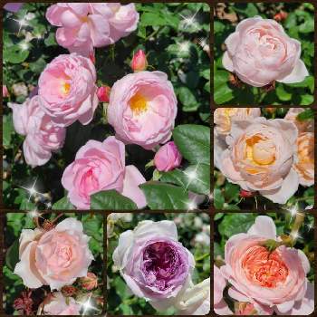 バラ ブルームーンストーンの画像 by patamoさん | お出かけ先と名前を教えて！とバラ ブルームーンストーンとモニーク・ダーヴとセプタードアイルとバラ ブリーズとアンブリッジ・ローズとクイーン・オブ・スウェーデンとERマサコと薔薇 クロード・モネと元気いっぱいとばら バラ 薔薇とピンクの花とかわいい♡とレッドヒルヒーサーの森とお気に入り♡とおうち園芸と植中毒と嬉しい出会いと花のある暮らし