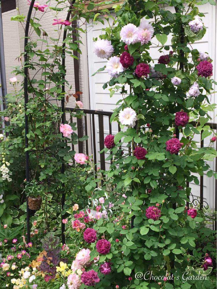 Chocolat's Garden 2022年春のバラ🌹｜🍀GreenSnap（グリーン