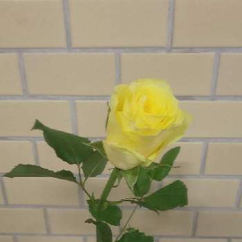 ハナノヒの画像 by y312fさん | エントランスとバラ イリオスとバラ、薔薇、ばらとバラと花の日チームとハナノヒとフラワークとコロナに負けるな！と一人一花と一人一花運動@福岡市と日比谷花壇のサブスク