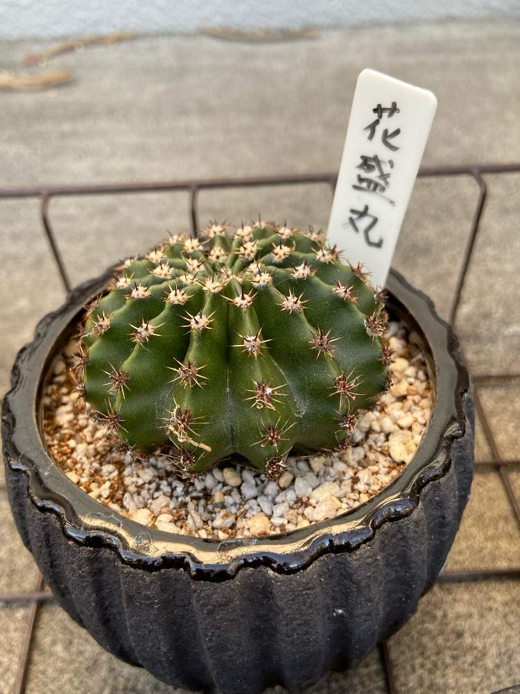 R4 2 12花盛丸 Greensnap グリーンスナップ