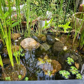 湿性植物の画像 by おにぎりさん | 小さな庭と日本の植物とグリーンのある暮らしと湿性植物とナチュラルガーデンとビオトープと緑のある暮らしと水生植物とメダカ池とメダカとお庭と水草と草花大好き
