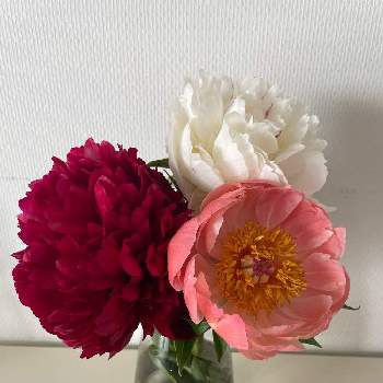 芍薬の花の画像 by Couperin♪さん | インテリアと満開と芍薬の花と咲いてくれてありがとう