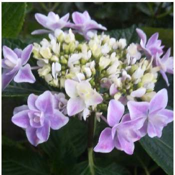 紫陽花 銀河の投稿画像一覧 Greensnap グリーンスナップ 紫陽花 銀河の投稿画像一覧 Greensnap グリーンスナップ