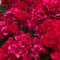 バラ,赤い花,お散歩,iPhone撮影,敷島公園バラ園の画像