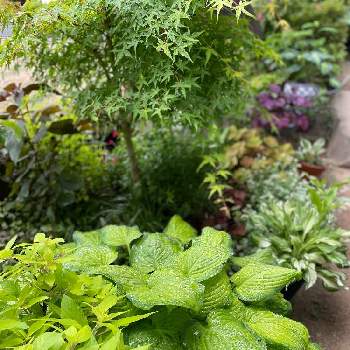 パイナップルセージ の投稿画像一覧 Greensnap グリーンスナップ パイナップルセージ の投稿画像一覧 Greensnap グリーンスナップ