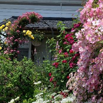 ゴールドバニーの画像 by つゆみさん | バロン・ジロード・ランとオルレアとゴールドバニーとバレリーナとローラアシュレイと家の周りとおうち園芸と薔薇暮らしと癒されてと花いろいろと私の庭と花のある暮らしと零れ種と地植えとばらに魅せられて