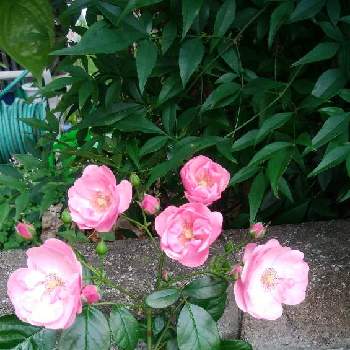 つる薔薇♪の画像 by 紫陽花さん | 玄関と薔薇アンジェラとばら バラ 薔薇と植えっぱなし の庭とつる薔薇♪