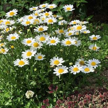 クローバー ティントガーネットの投稿画像一覧 Greensnap グリーンスナップ