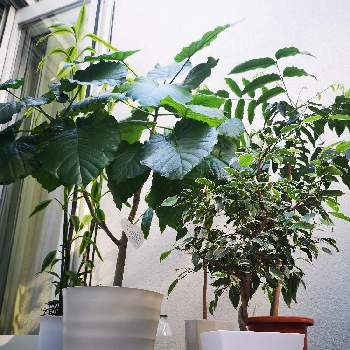 我が家の観葉植物。の画像 by カプリさん | @コーヒーの木とドラセナ属とベンジャミン(班入り)と我が家の観葉植物。と ウンベラータと観葉植物のある暮らし