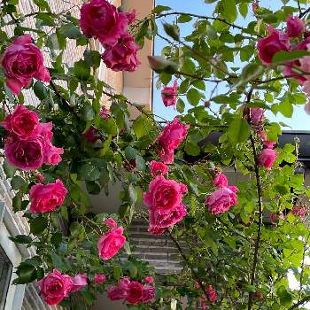 バラ パレードの投稿画像一覧 Greensnap グリーンスナップ