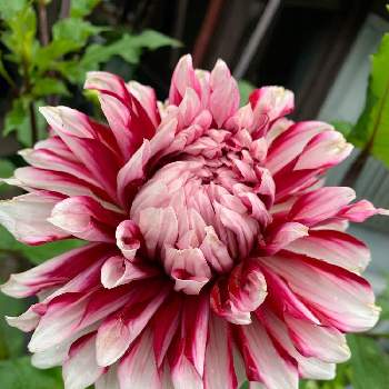 背の高い花の投稿画像一覧 Greensnap グリーンスナップ