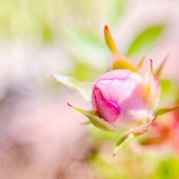 小さいの画像 by やさしささん | 小さな庭とミニバラとピンク色とつぼみと花のある暮らしと小さいとかわいいな♡