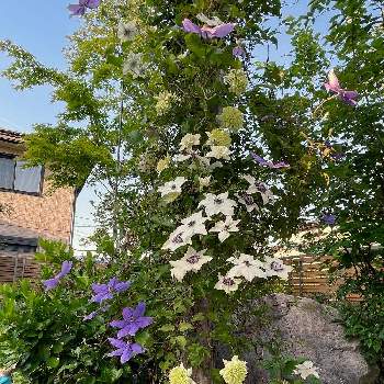 3年目の画像 by ボンバーケイさん | 広い庭とスポットライトと簡単に咲くよとみんなで力を合わせてと3年目とおうち園芸と紫色のお花♡とパーゴラアーチと白い花