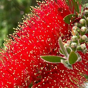 花散歩,モフモフ,季節の花,屋上庭園,かわぃぃ。の画像