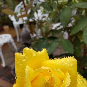 黄色い薔薇♡の画像 by Chieko☆さん | 綺麗な色♡と薔薇♡と黄色い薔薇♡と主人が遺した薔薇