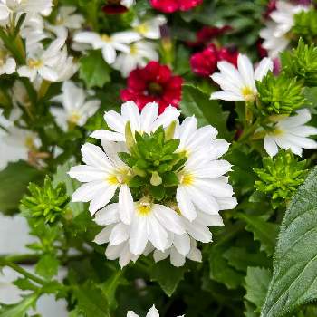 白の花の画像 by くんくんさん | テラスと可愛い花と初夏の花たちと白の花と花いろいろと花のある暮らしと多様性を愛する会
