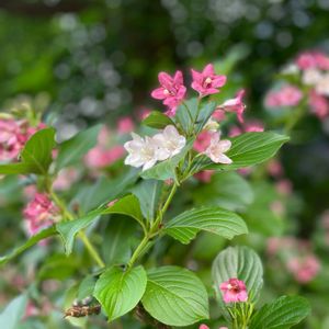 オオベニウツギ,白い花,落葉低木,スイカズラ科,植栽の画像